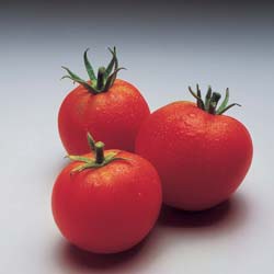 tomate montfavet 63-5 hyb f1